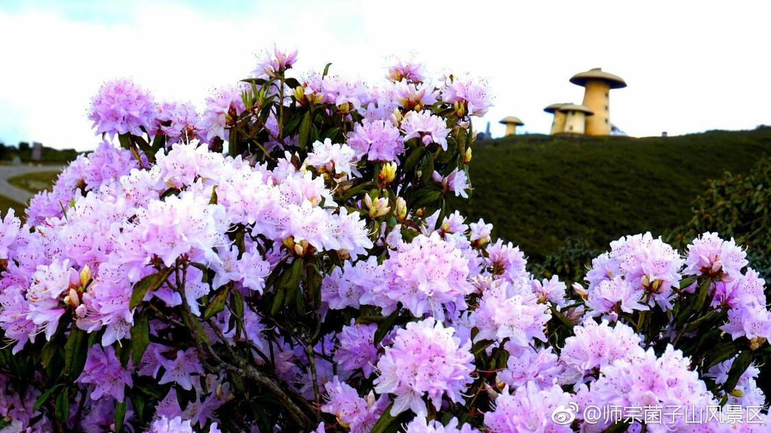 中国医药健康产业股份有限公司原董事长高渝文接受审查调查_在线卡盟